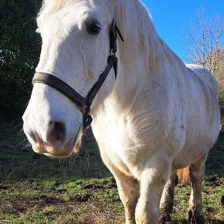Nyaraló Du Pont De Tancelle *