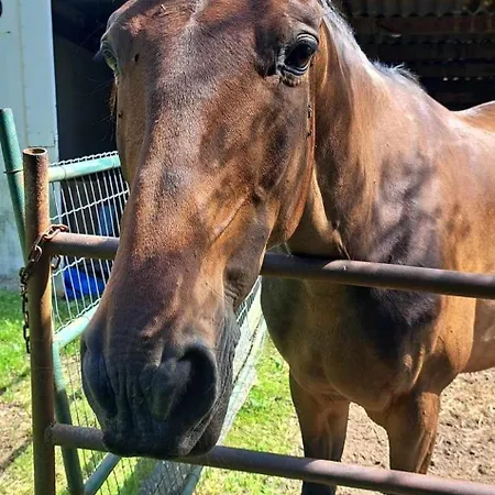 Du Pont De Tancelle Préaux
