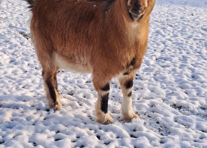 펜션 Du Pont De Tancelle *