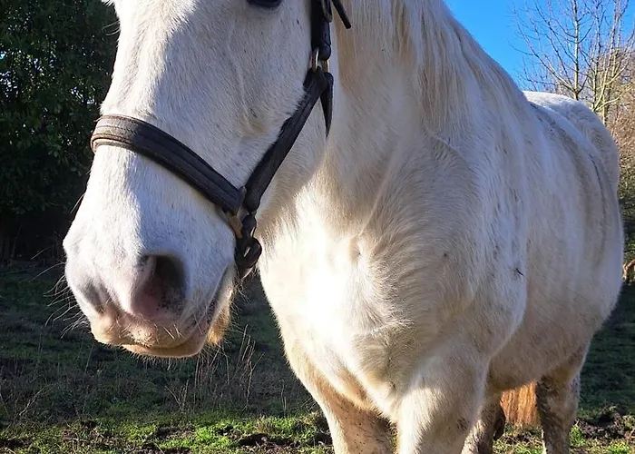 Hébergement de vacances Du Pont De Tancelle *