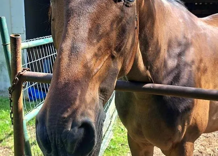 Du Pont De Tancelle Préaux