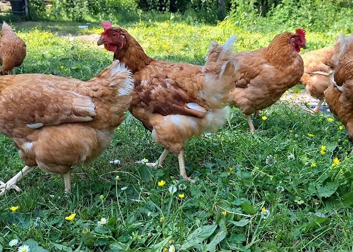 Hébergement de vacances Du Pont De Tancelle
